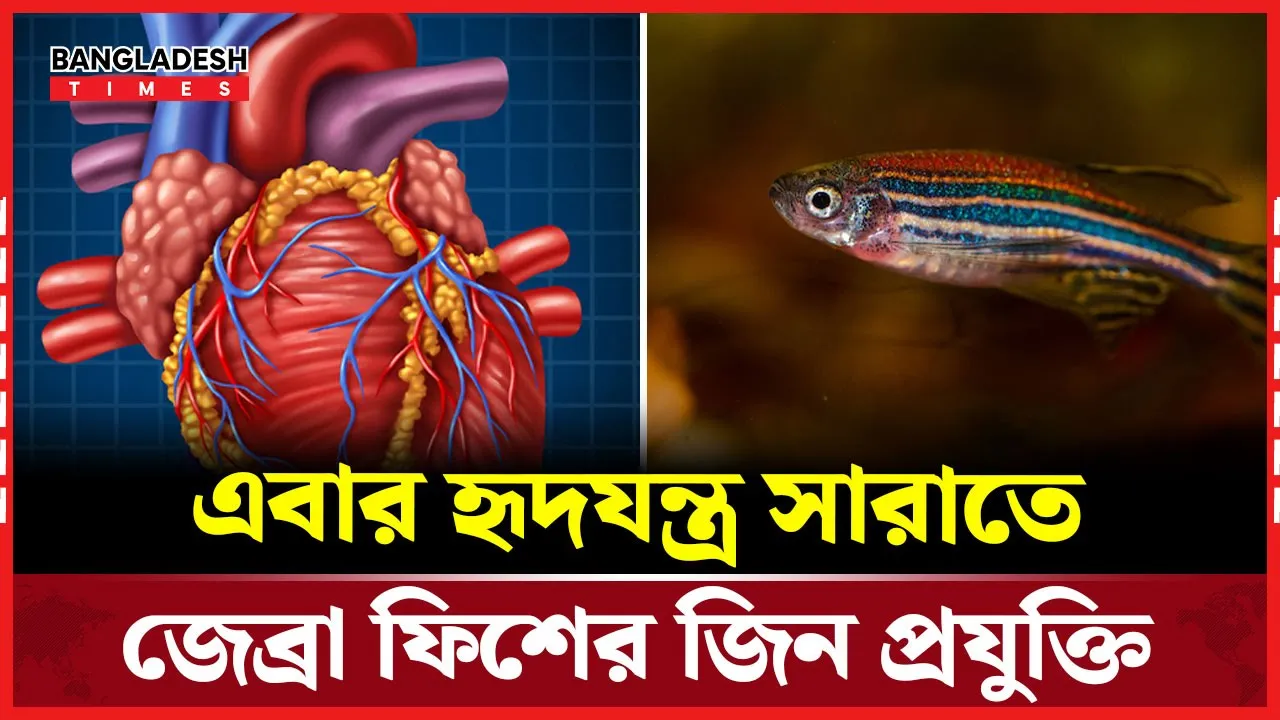 হার্টকে নতুন করে গড়ার রহস্য উদঘাটন করল গ্রামের ম্যাজিক মাছ!