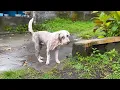 He Was Found Across from His Home and Two Months Later He Looked Completely New
