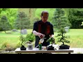 Watering Feeding Bonsai Trees