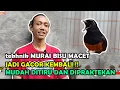 Download Lagu Hitungan Hari Beres Urusan - Cara mengatasi murai batu macet bunyi - Buktikan Langsung Gacor !