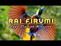 Download Lagu Lagu Daerah Waropen ( RAI FIRUMI ) || Lagu Daerah Papua