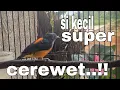 kemade bunga api super ngamuk,cocok untuk masteran dan pancingan burung bahan.