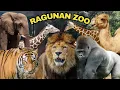 Download Lagu HEWAN HEWAN DI KEBUN BINATANG RAGUNAN ZOO 2025 | TAMAN MARGASATWA RAGUNAN #ragunanzoo