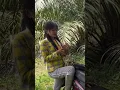 Download Lagu Gajian sawit di Kalimantan tengah