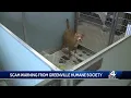 Greenville Humane Society warns of a scam in the Upstate