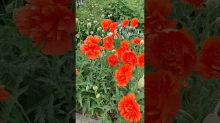 маки квіти рослини Flowers квіти україни 