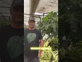 6 Questions w Ryan Wilhelm the Operations Manager Steve s Leaves Inc