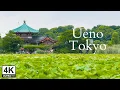 Strolling through Ueno, Tokyo: Ueno Park \u0026 Shinobazu Pond | 4K Japan Walking Tour