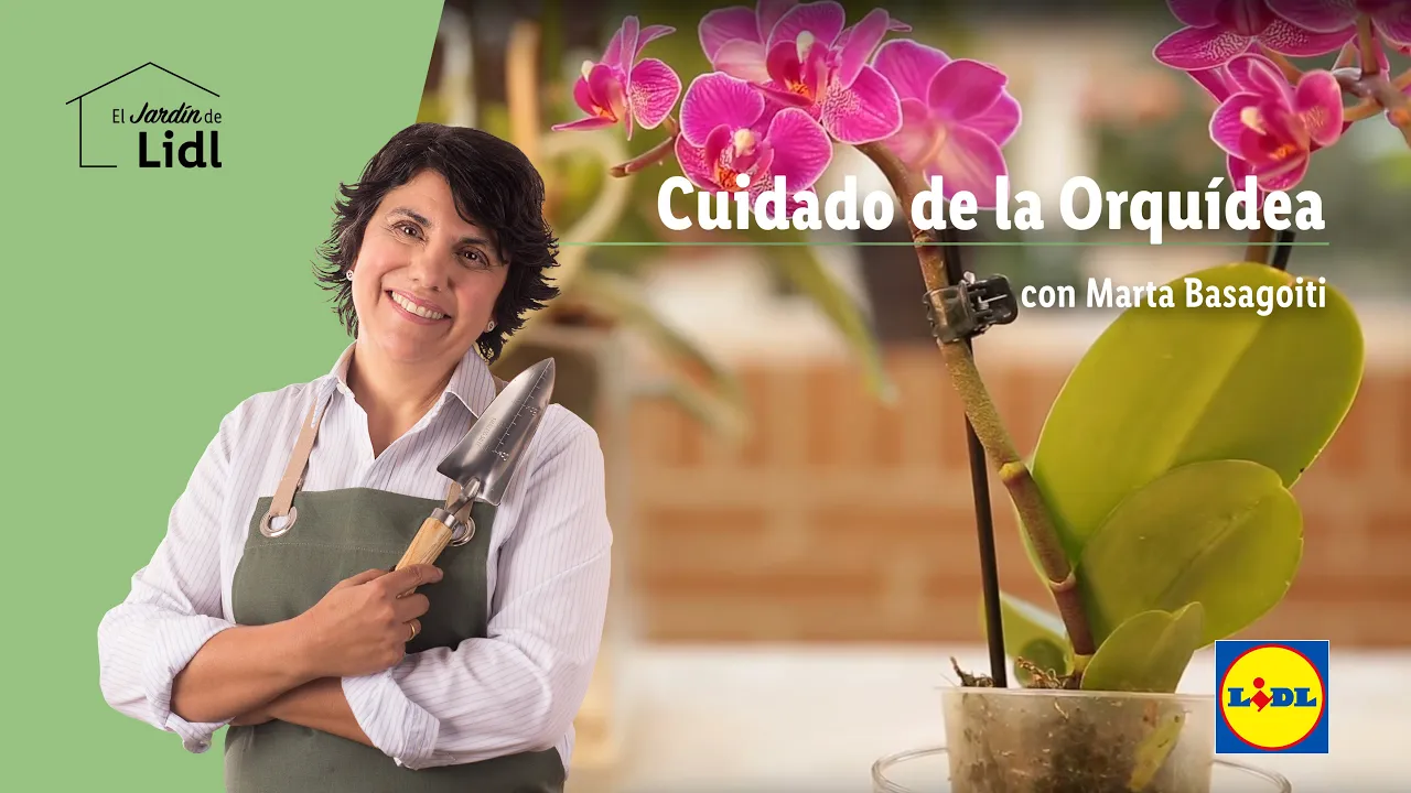 CUIDADO DE LA ORQUÍDEA ESCUELA DE JARDINERÍA LIDL ESPAÑA