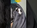 Download Lagu ✨ A Day in My Life ft. Jack \u0026 Jenny 🐹 #Shorts #guineapig #trending #story #adayinmylife