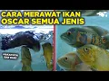 Download Lagu PANDUAN CARA MEMELIHARA IKAN OSCAR SEMUA JENIS, PEMULA WAJIB TAU