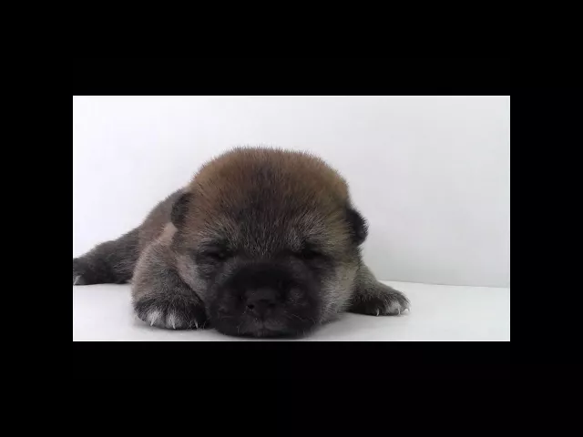 動画