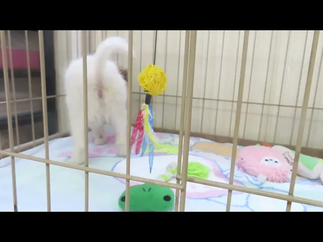 動画
