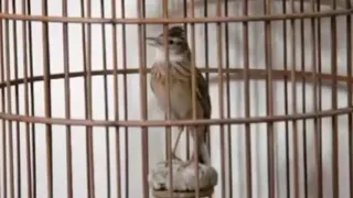 تغريدة طائر القبرة المتوجة في القفص 