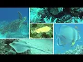 Download Lagu DIVING EL QUESIR AND MARSA ALAM ( 04 /2025 )