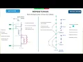 Metodologias Git flow y trunk based