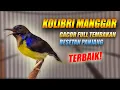 Lagu KOLIBRI MANGGAR GACOR FULL ISIAN NGOBRA - MASTERAN SUARA BURUNG KOLIBRI KELAPA FULL TEMBAKAN NGECRET