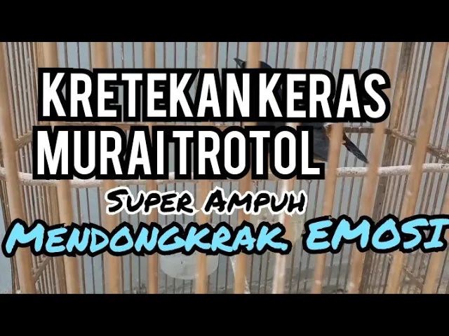 Download MP3 Kretekan Keras MURAI. TROTOL. Ampuh Mendongkrak. EMOSI