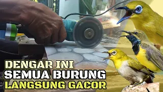 Download SUARA BERISIK ❗ MESIN GERINDA POTONG KERAMIK grinda potong besi terapi ampuh burung macet stres MP3