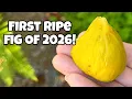 First Ripe Fig of the Season