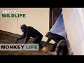 Download Lagu S5E04 | Hananya's Group Are Let Loose |  Monkey Life | Beyond Wildlife