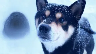 Shiba inu snow tunnel
