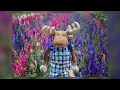 Denver woman goes viral for Instagram page dedicated to moose