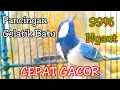 Download Lagu Pancingan suara Gelatik batu betina cepat gacor