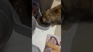 Https Vt Tiktok Com ZS6aFuUtH 