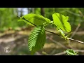 Spring forest and relaxing birdsong for sleep