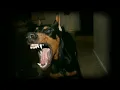 Download Lagu Efek suara ANJING