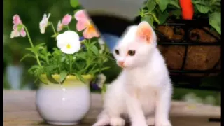 ترنيمة قطتى مشمشه 