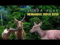 Download Lagu Suara rusa manggil induk || fawn in the wild || junior amatir