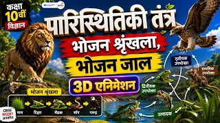 Ecosystem Food Chain Food Web Class 10 Science 3D Animation NCERT Explained
