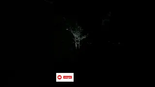 صيد السمن أجمل صيد Hunting Song Thrush In Night 