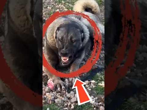 5 CÃES QUE PODEM VENCER O KANGAL