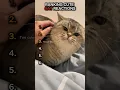 Lagu Cutest Cat Reactions Ranked  😻 #shorts
