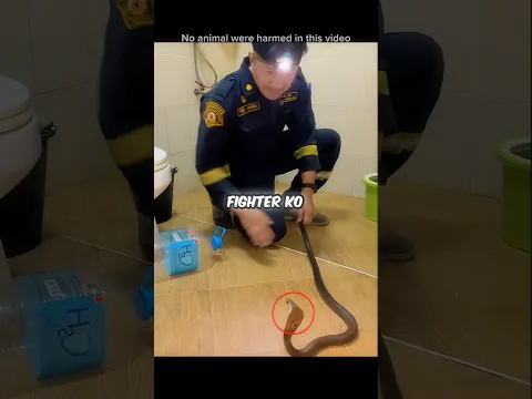The Cobra Voluntarily Entered the Bottle! 🐍😱