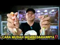 Download Lagu SUDAH BISA MEMBEDAKAN KENARI JANTAN \u0026 BETINA BELUM⁉️ ini tutorialnya