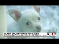 Clark County bans sale of most pets in stores