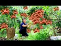 Download Lagu How To Harvest Lychee, Sell It At The Market And Cook Dishes At Home | Tieu Vy Free Bushcraft