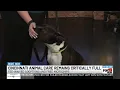 Cincinnati Animal CARE remains critically full