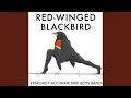 Red-Winged Blackbird