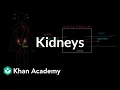 Meet the kidneys Renal system physiology NCLEX-RN Khan Academy