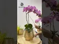 Download Lagu DIY Gubahan 2 Tangkai Orkid Butterfly | 2 Stems Orchid Arrangement #flowerarrangement #flowermaking