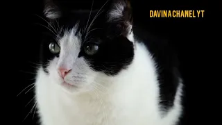 Download suara pengusir kucing paling ampuh , kucing langsung kabur ketakutan MP3