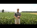 Scouting for Redbanded Stink Bugs in Soybeans