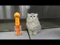 Why Is This Persian Kitten So Tiny