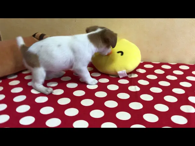 動画