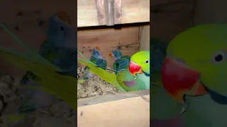 ببغاء الكسندر مع الفراخ    دندنها